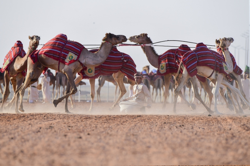 إدراج الهجّانة السُّلطانية في قائمة التراث الثقافي غير المادي بمنظمة الإيسيسكو