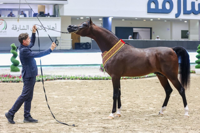 المهر أشرف أر سي للخيالة السلطانية يتوج بلقب البطل الذهبي للأمهار في مهرجان الشارقة الدولي للجواد العربي