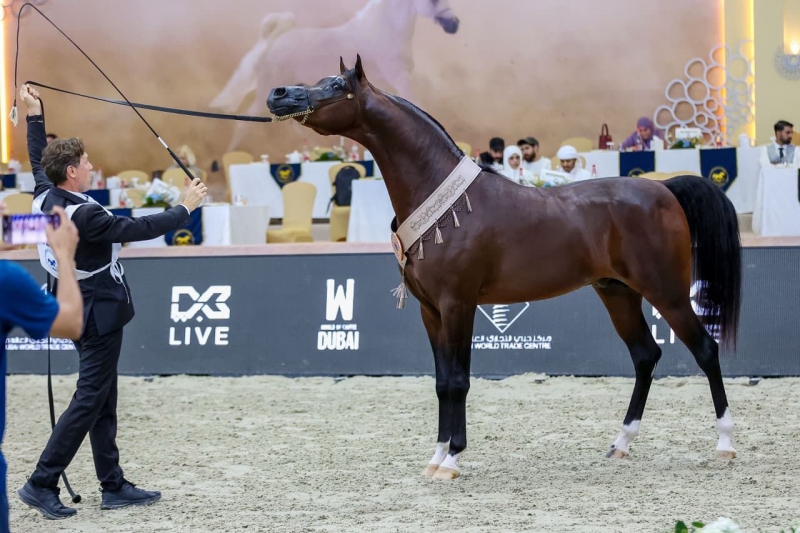 المهر أشرف أر سي للخيالة السلطانية يتوج بلقب البطل البرونزي للأمهار في بطولة دبي الدولية للجواد العربي